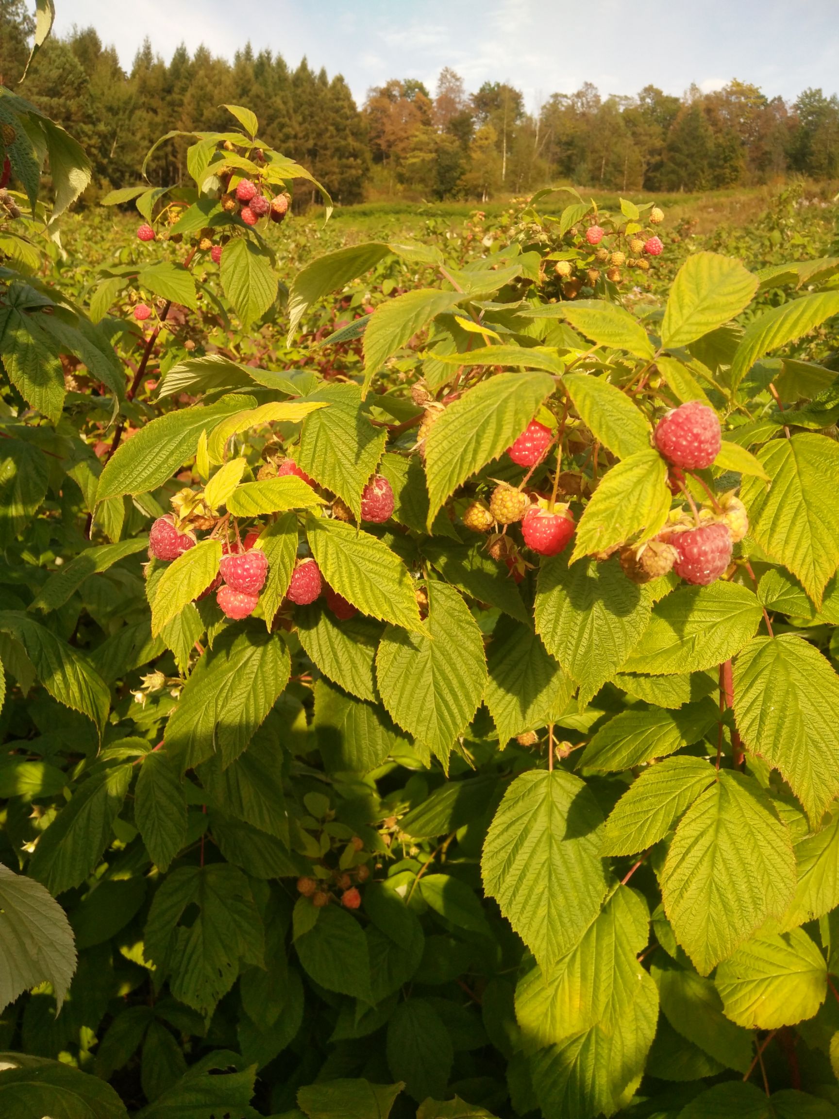 红树莓苗
