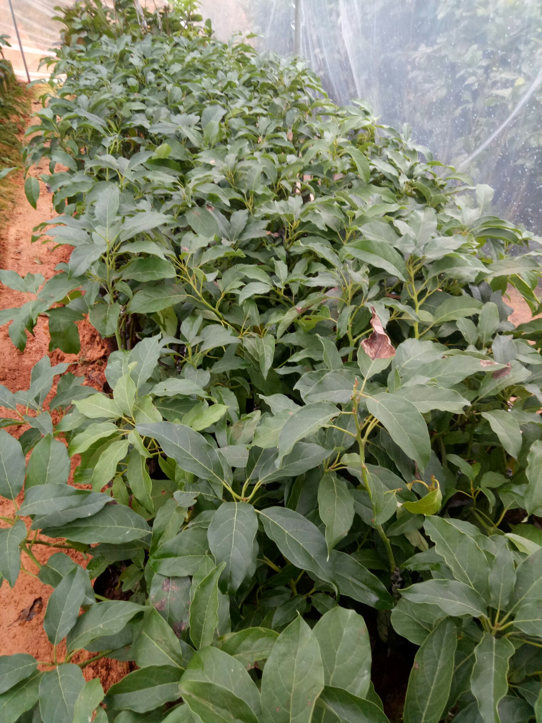 牛油果苗 0.5~1米 