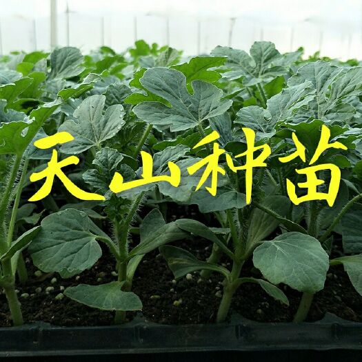 徐州京欣西瓜苗 