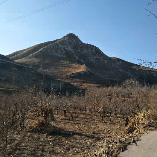 滦州市柴鸡 3-4斤 公 