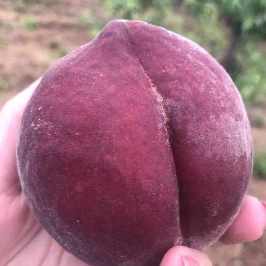 鄱阳县桃树苗  六月酥脆桃苗