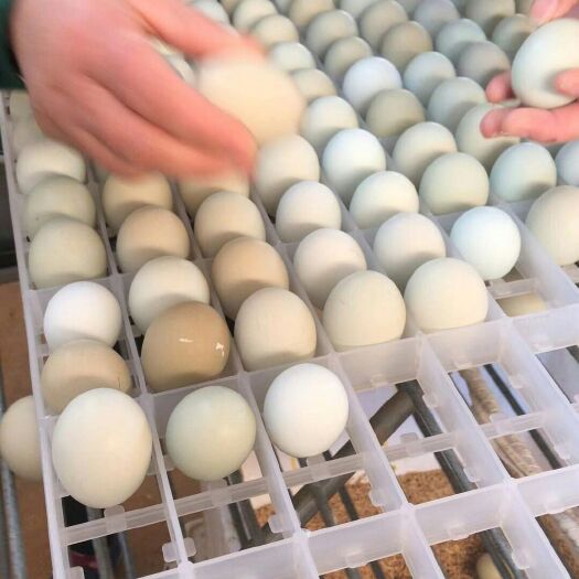 双峰县绿壳鸡蛋 食用 箱装 