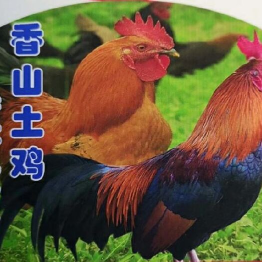 西和县土鸡 4-5斤 公 