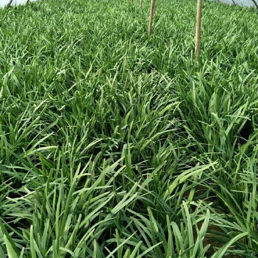 故城县大叶韭菜 头茬
