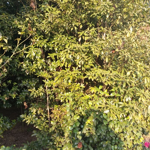 眉山桢楠 