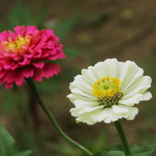 沭阳县百日草种子 花草种子