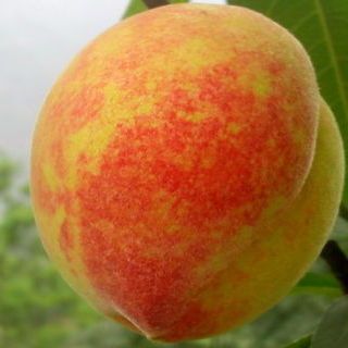 平邑县锦绣黄桃苗 1~1.5米