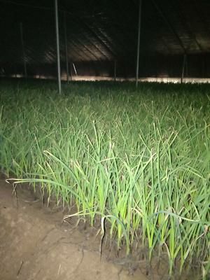 邓州市白根蒜苗 40 - 45cm 