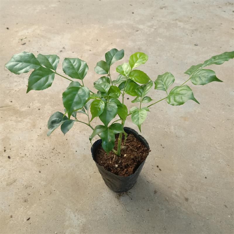 广州海南菜豆树 苗圃直供优质新品种绿宝苗 15-20公分高