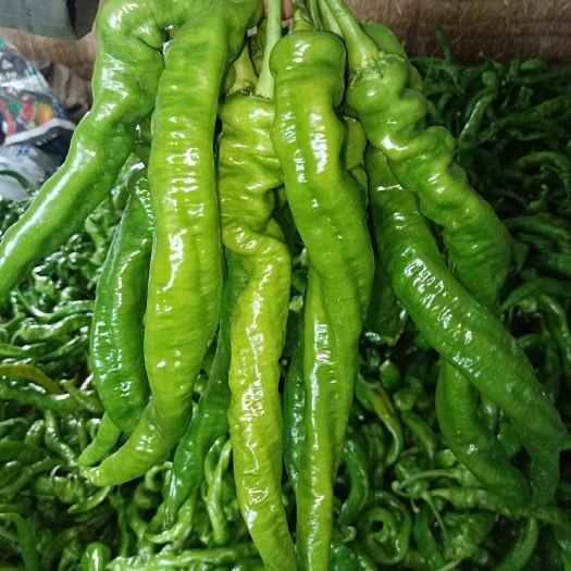 武威螺丝椒 10~15cm 中辣 靑色 