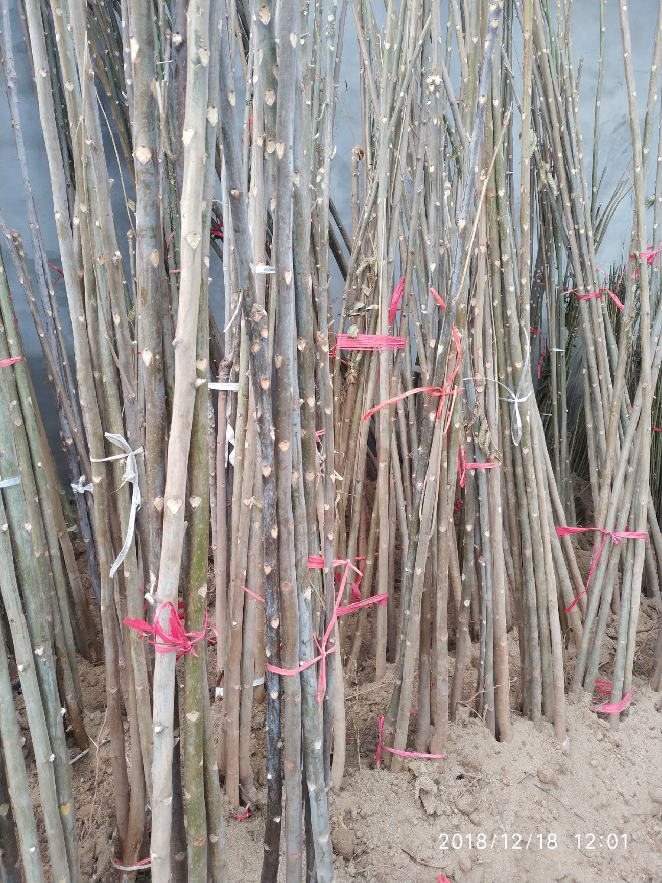 红油香椿苗 2公分以下 