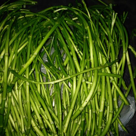 南通青蒌蒿 30~35cm 