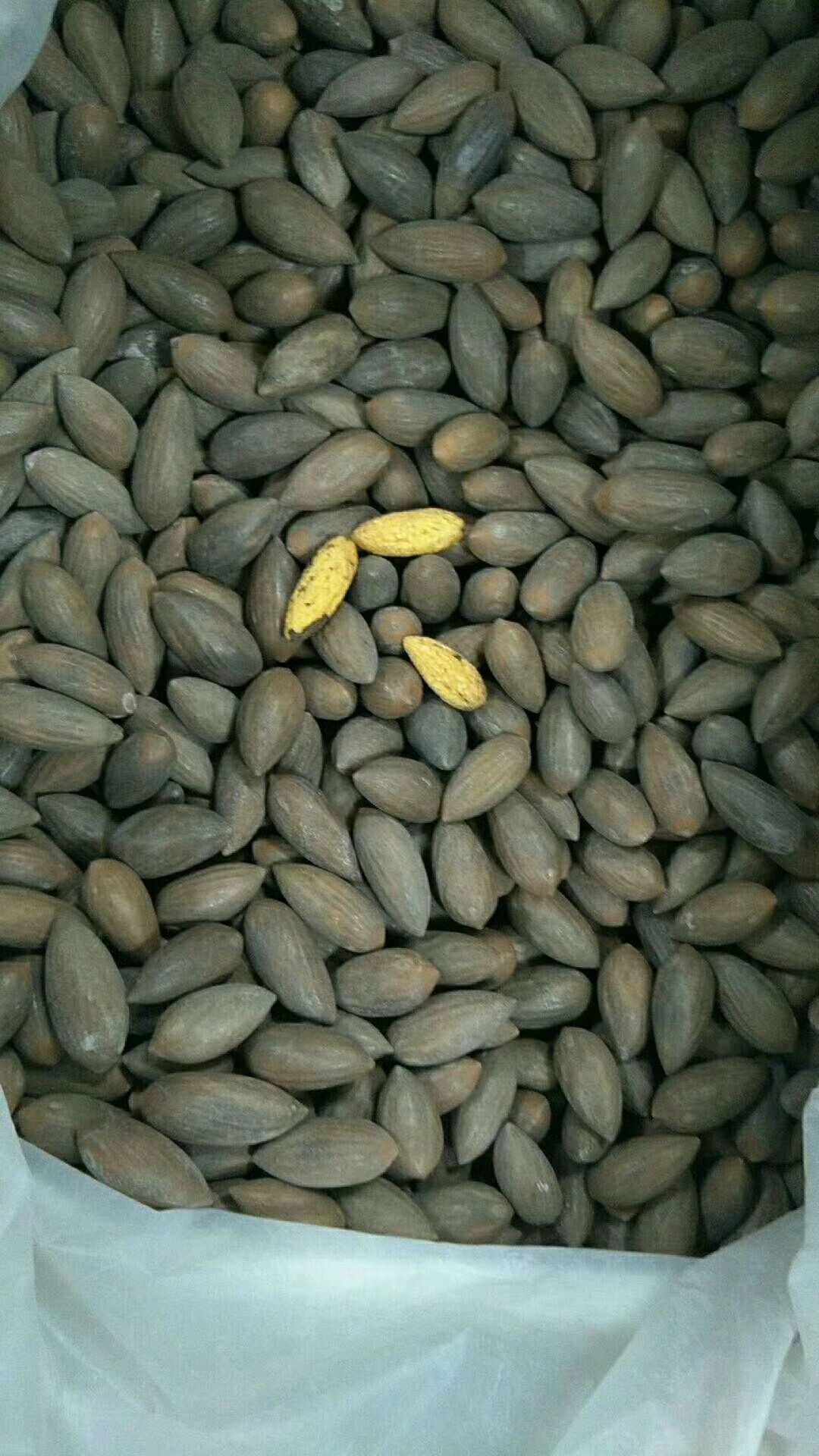 临安小核桃 