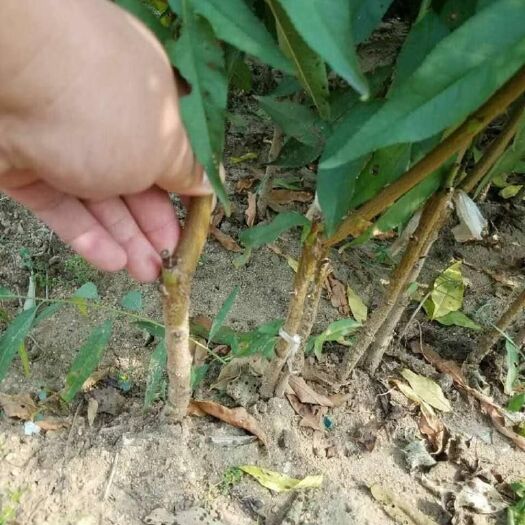 扶风县黄金蜜4号苗 1~1.5米 