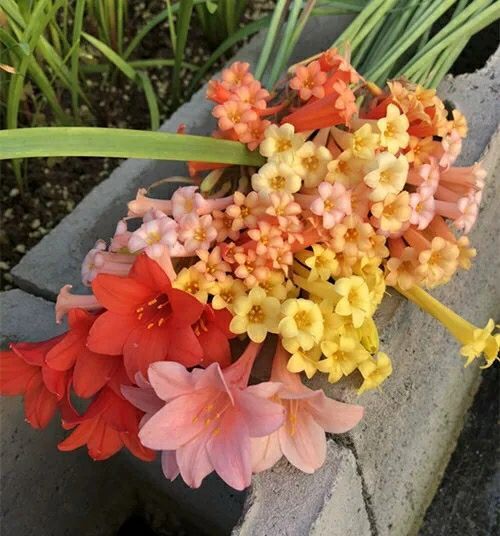 沭阳县垂筒花 