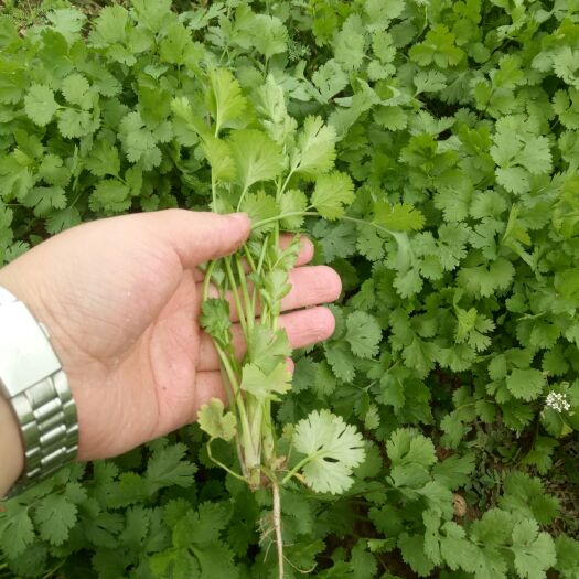 睢县小叶香菜 25~30cm 
