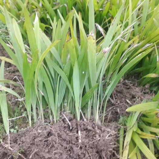 绍兴棕榈树 小苗25-35厘米
