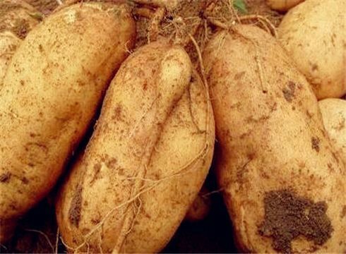 枣庄济薯18号 3两~6两
