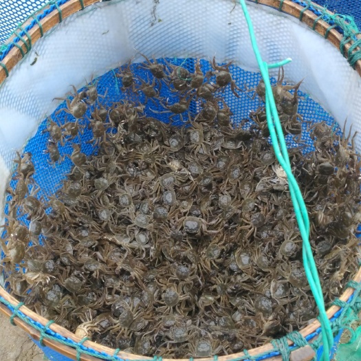 扣蟹苗  苏州阳澄湖镇产区正宗大母本蟹苗！六母八公！愿来电咨询