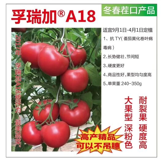 费县硬粉番茄种子 ≥85% ≥99.9% 杂交种 A18抗病毒高产量