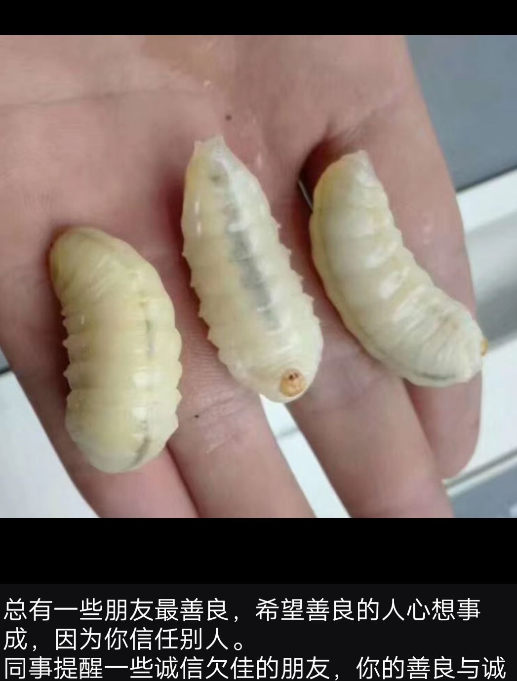 马蜂蛹  蜂蛹  三级树蜂活体生冻，可发快递，可发拼车，可上