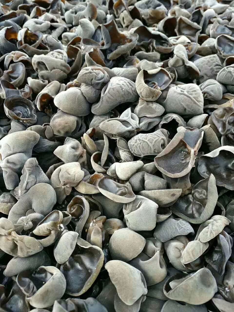 [东北黑木耳批发]东北黑木耳 干木耳 特级 价格60元/斤 - 惠农网