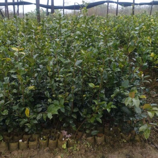 兴安县油茶苗  苗粗根须好价格优惠