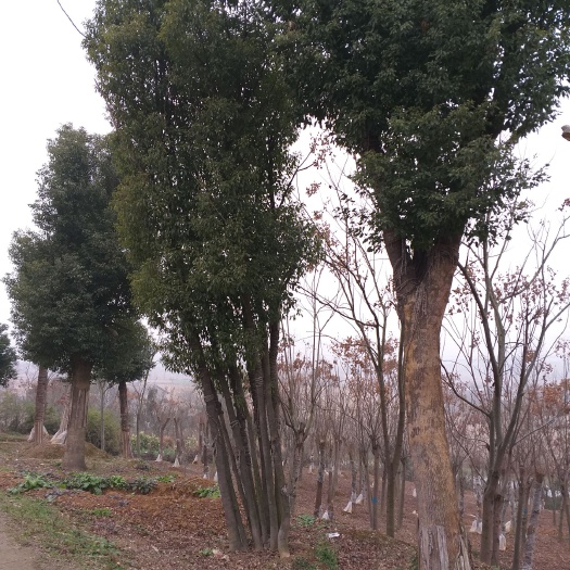 松滋市小叶樟 