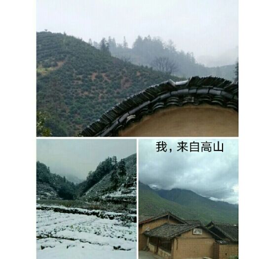 黄山绿茶  二级 2025年谷雨前茶，价格可议。