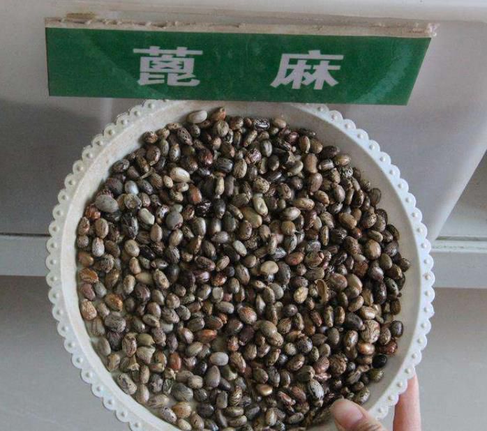 沭阳县蓖麻种子 