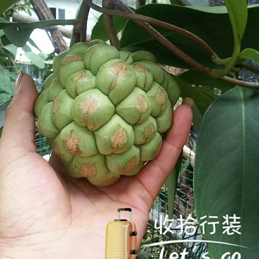 盘州市粉红黑老虎苗 