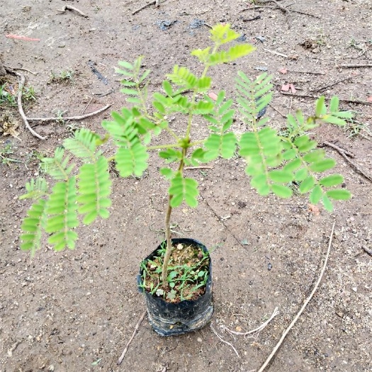 凤凰木袋苗 庭院盆栽地栽观花植物 红花楹苗