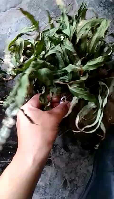 七星剑 干 