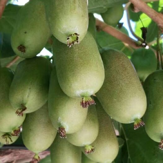 软枣猕猴桃苗  大连是软枣猕猴桃鲜果主产区，苗木品种好