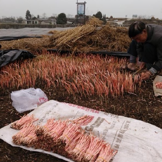 绵阳野生鱼腥草 