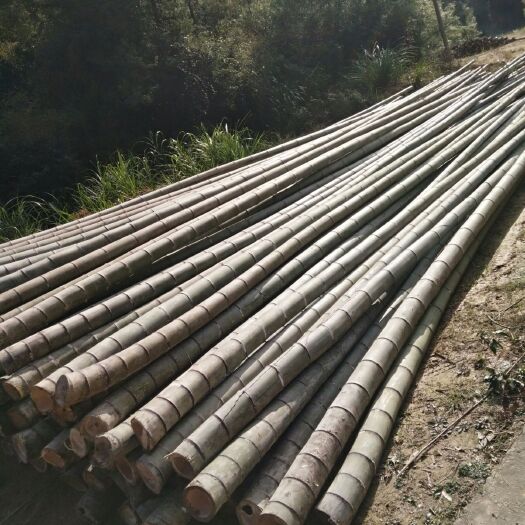 连江县毛竹  竹  楠竹