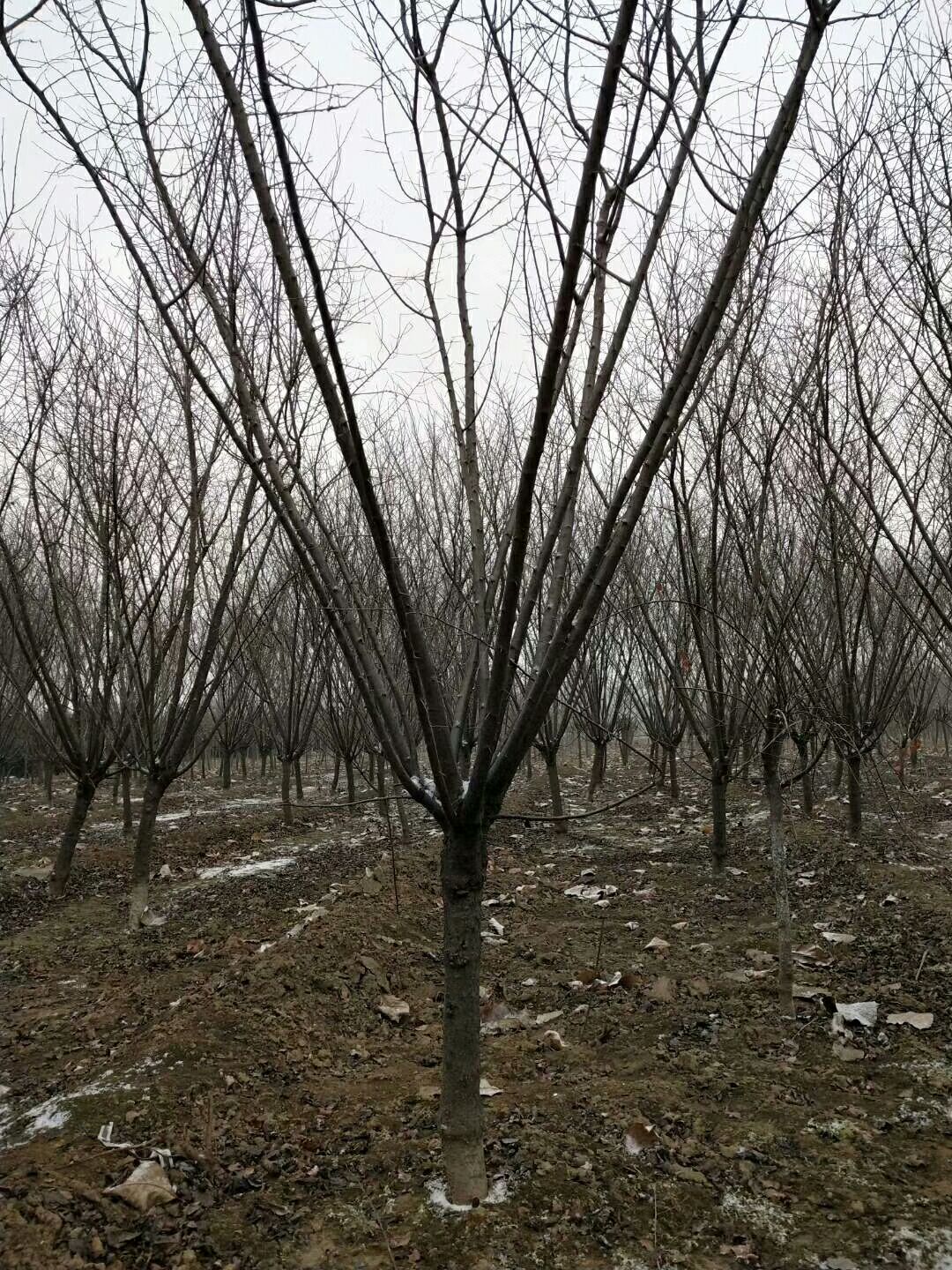 美人梅