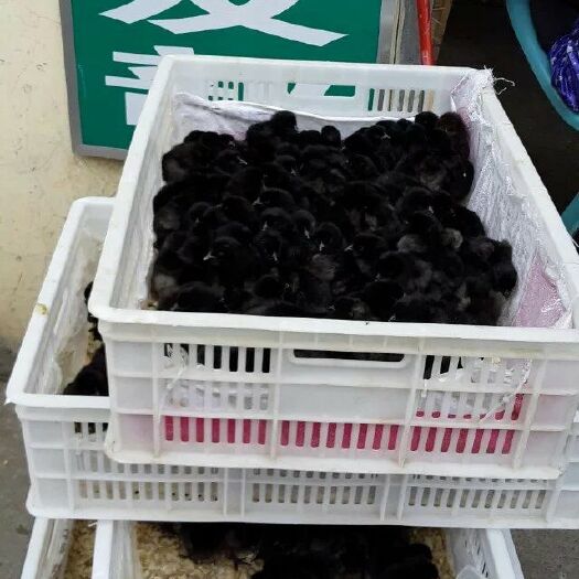 南宁绿壳鸡苗 蛋鸡精品，苗场直供，抗病力强，成活率98%以上