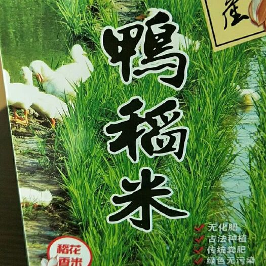 依兰县稻花香二号大米 一等品 晚稻 粳米