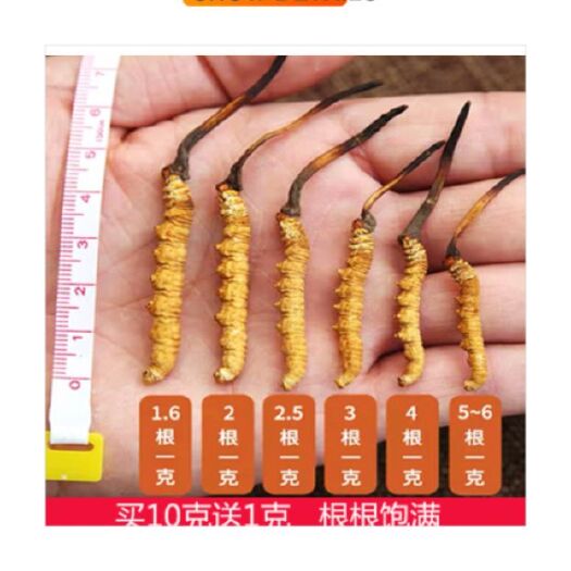 西宁冬虫夏草 