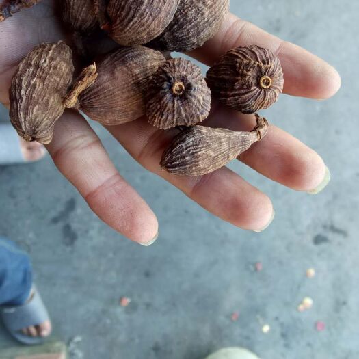 蒙自市草果 
