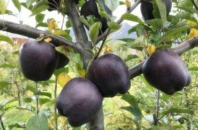 平邑县黑钻苹果树苗 1.5~2米 