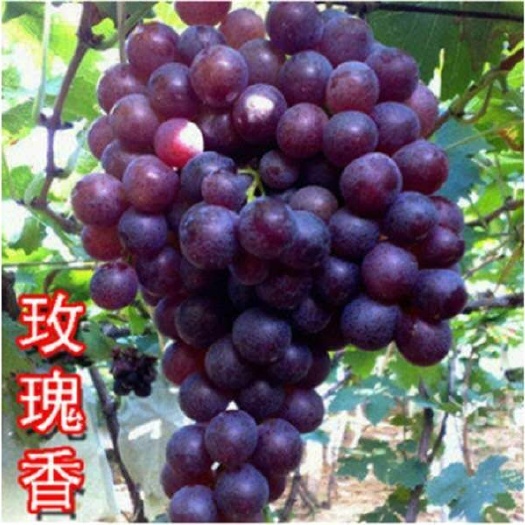 平邑县玫瑰香葡萄苗 