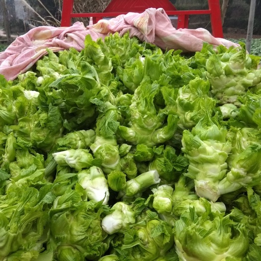 简阳市四川儿菜  0.5~1.0斤 自产儿菜，寻收购商