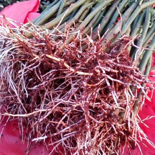 昆明蔷薇苗 