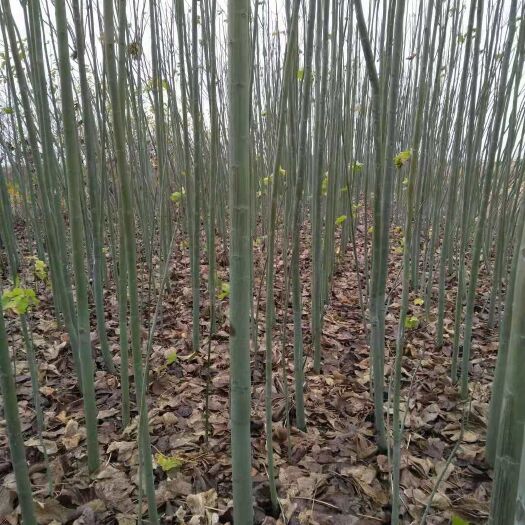 南召县青桐 3~3.5米 