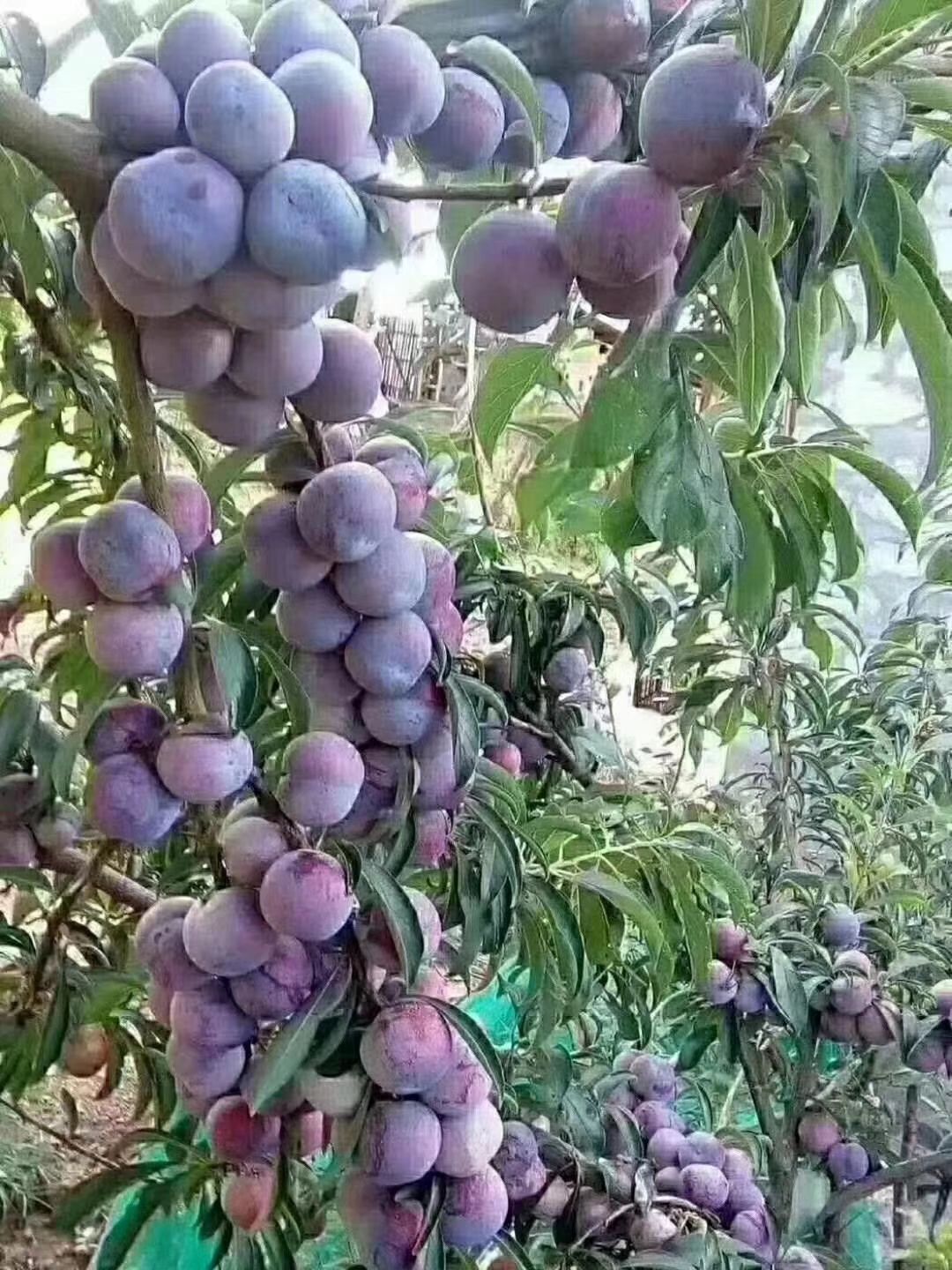 脆紅李苗  脆紅李子樹(shù)苗   包郵 公司直銷 脫骨離核 量大