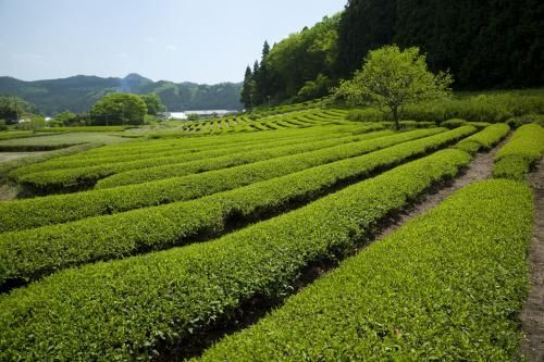 绿茶种子 