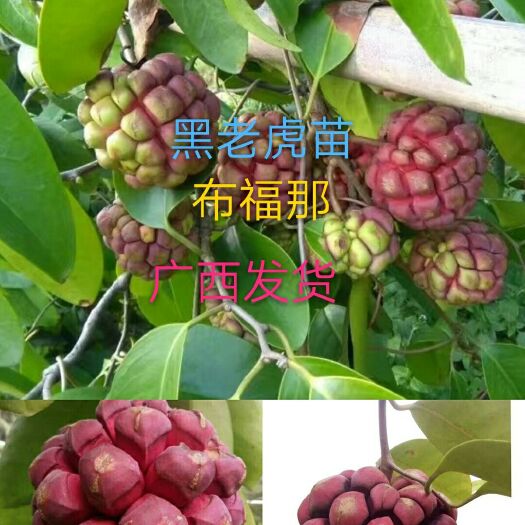 灵山县粉红黑老虎苗 