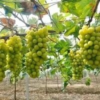 平邑县阳光玫瑰葡萄苗 
